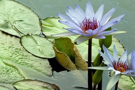 water lilies