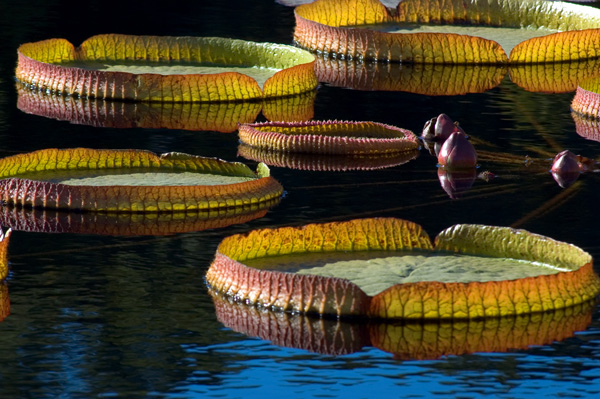 Victoria Waterlily