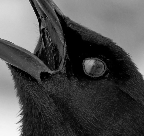 birdseye