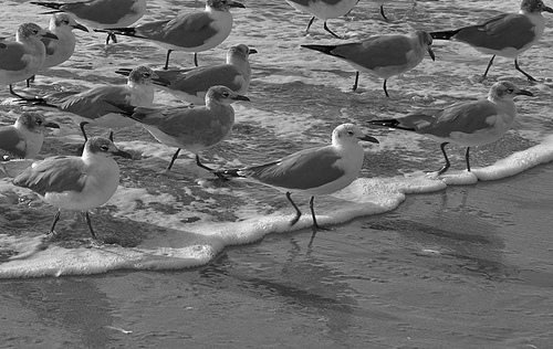 gulls2
