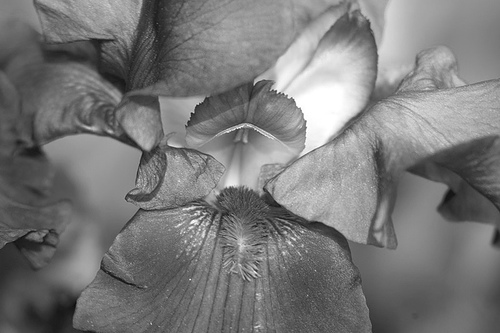 iris