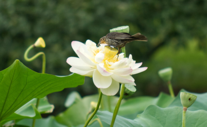 Bird pulling bee from lotus blossom flower, holding it in its beak
