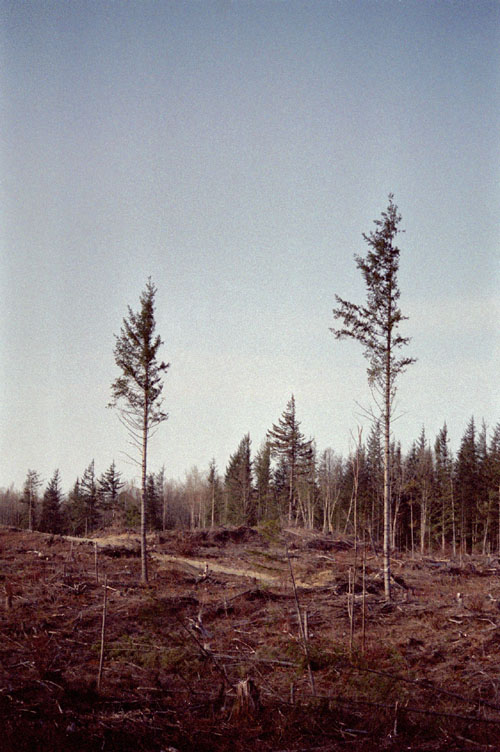 forest05.jpg