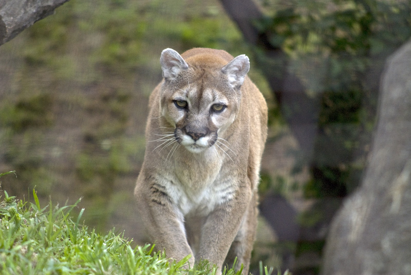 old cougar making her way up the hill