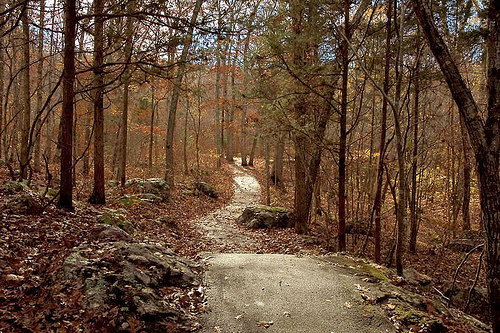 Worn paved path through leafless trees with fall late afternoon light