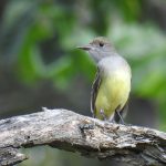 Gold finch giving camera the evil eye
