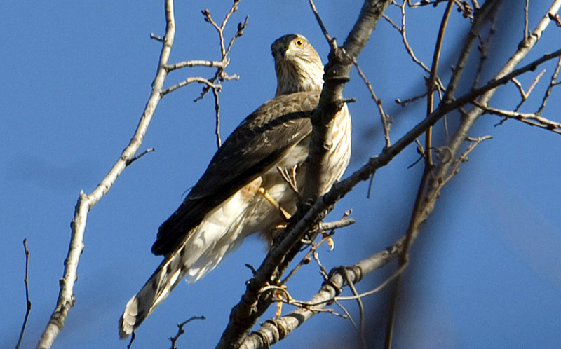 Cooper's hawk