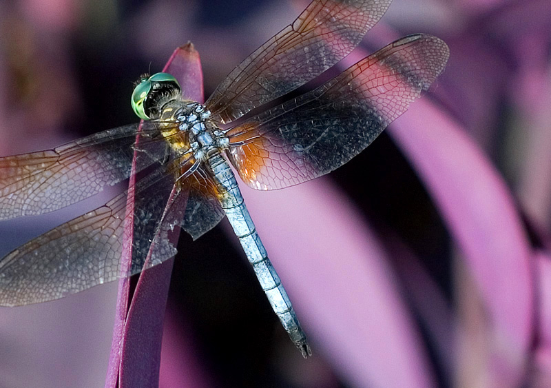 Dragonfly on purple