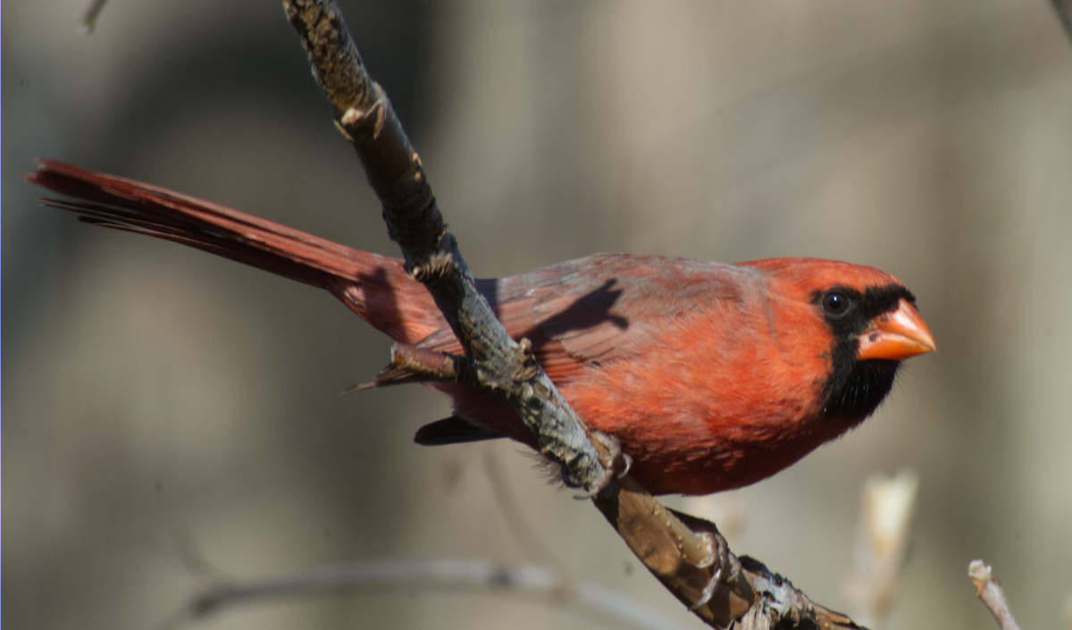 Cardinal among trees