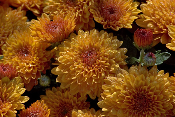 bunch of colorful mums