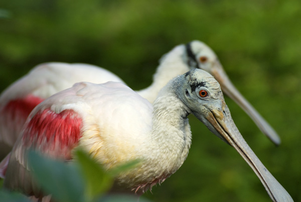 bird with pink feathers