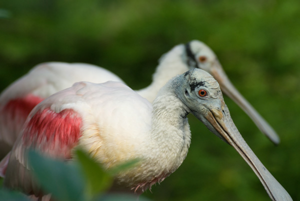 bird with pink feather