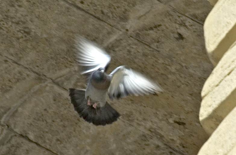 Dove in flight