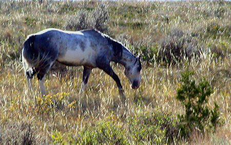 Single horse on hill