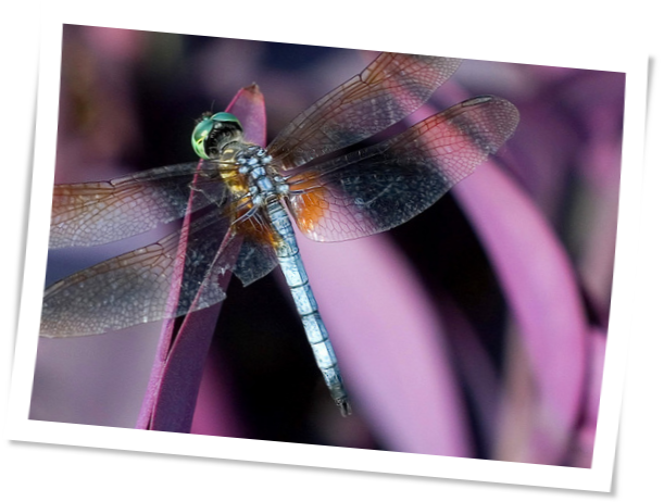 Purple dragonfly polaroid