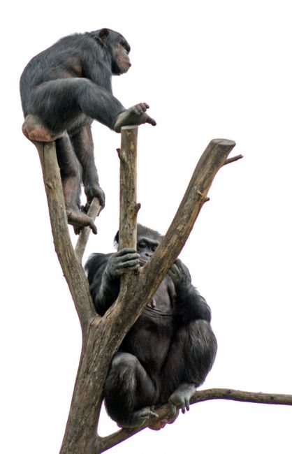 two chimps in a tree