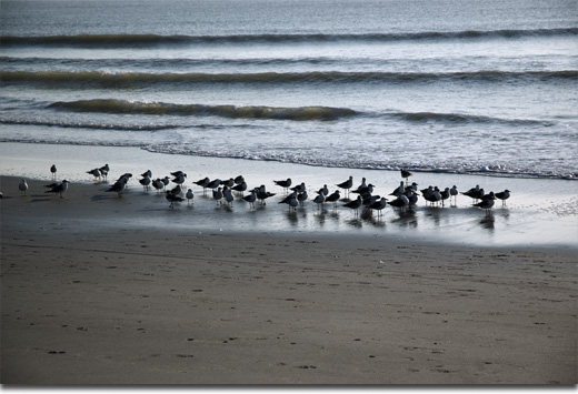 Flock of gulls