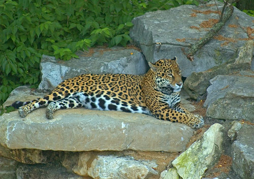 Jaguar