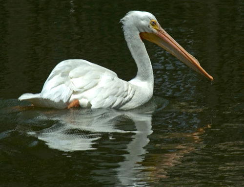 Water Bird