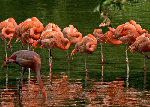 Flamingo in June