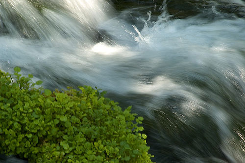 Watercress and Waterfall