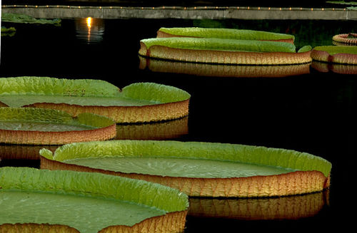 Waterlily at Night