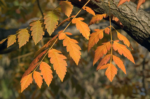 Fall Leaves