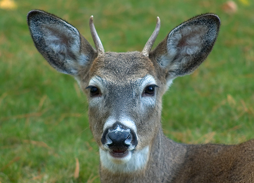 deer1