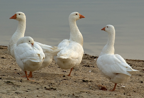 flack of snow geese