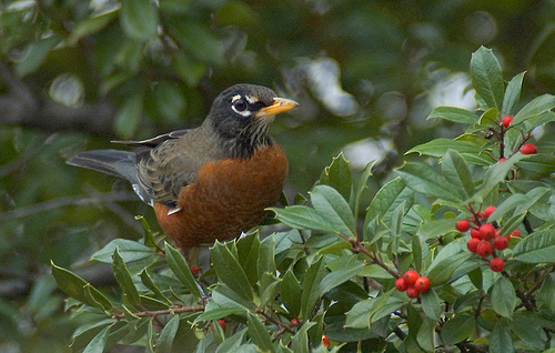 The Berries are mine. Mine.