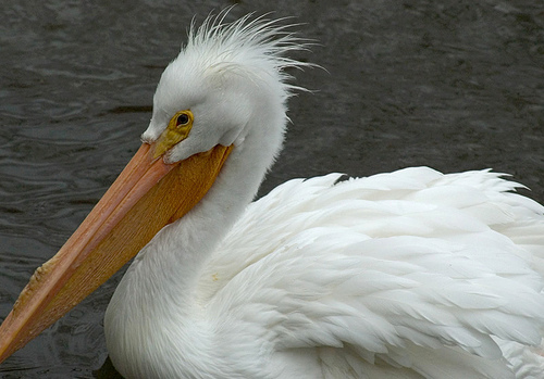 pelican