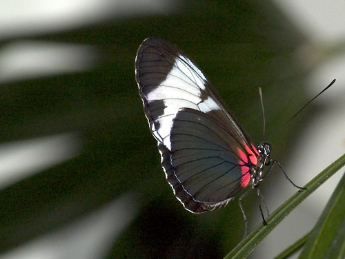 butterfly28