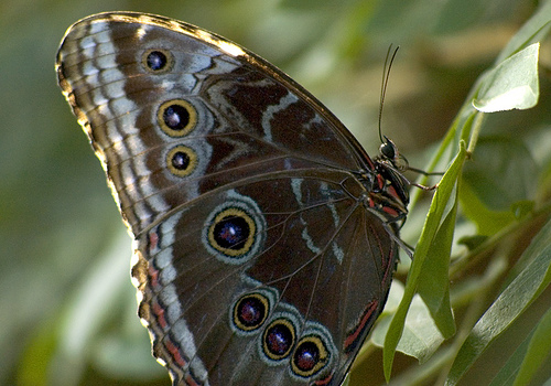 butterfly19