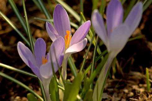 Crocus