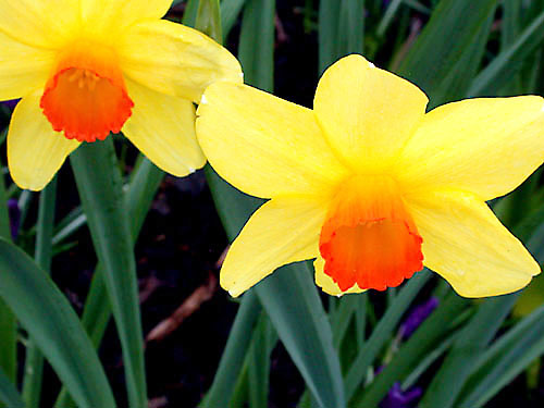 Bright Daffodils