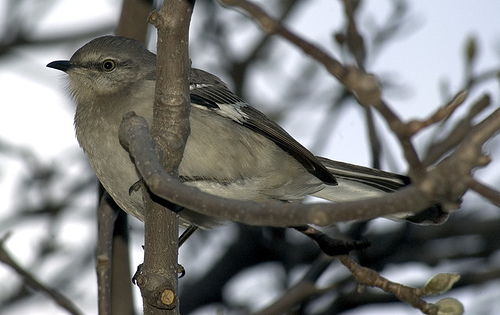 mockingbird in tree