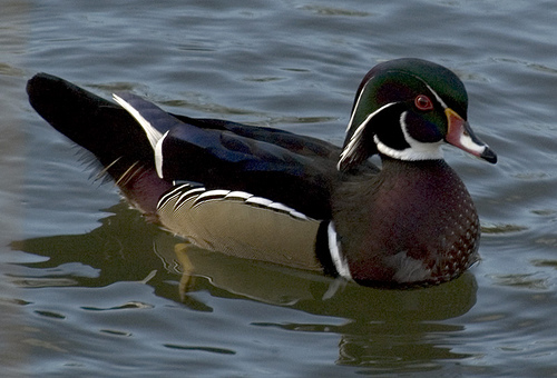 Wood duck looking hopeful