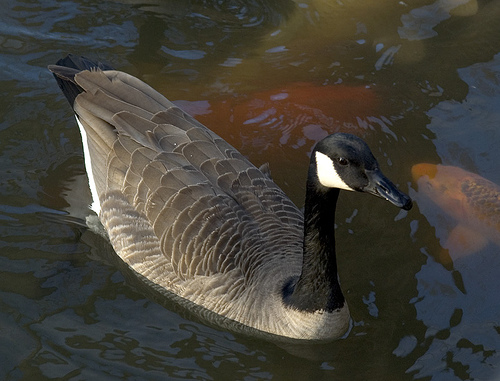 Goose among koi