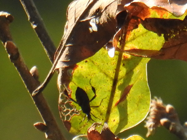 there's a bug on one of the leaves