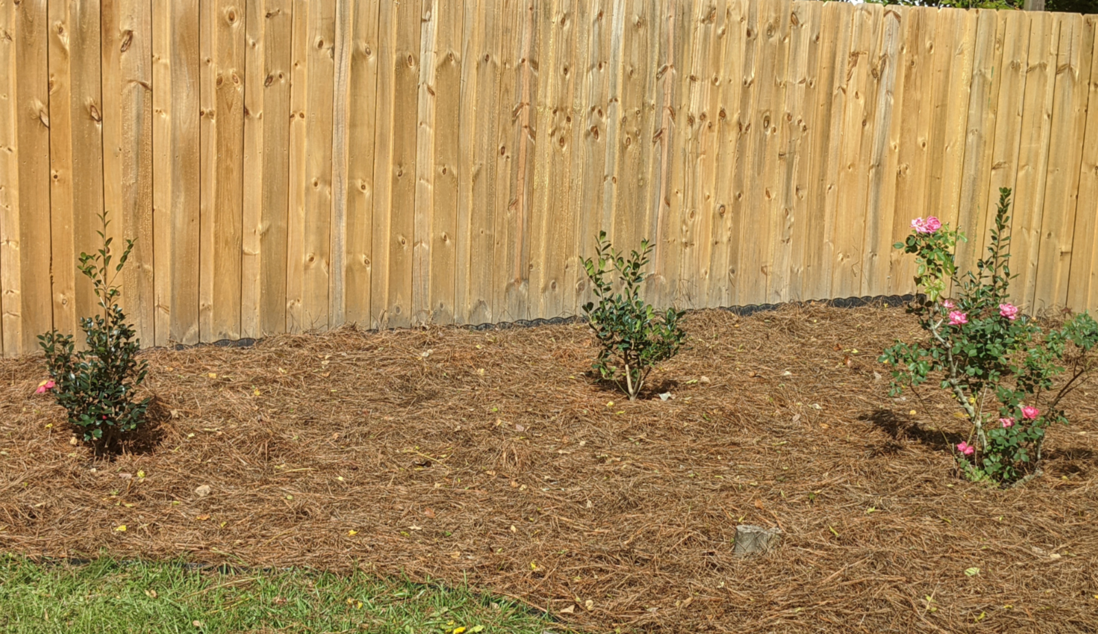 planted bushes and pine straw mulch