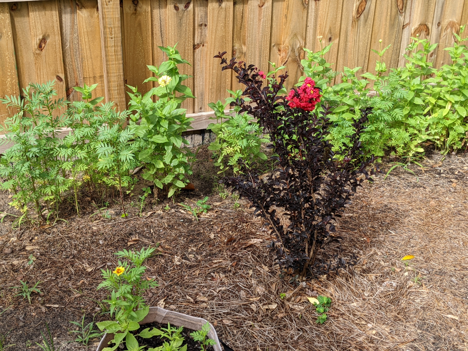 planted bushes and flowers