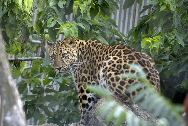 amur leopard