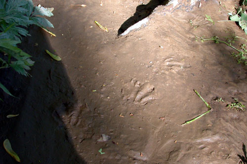 beaver tracks