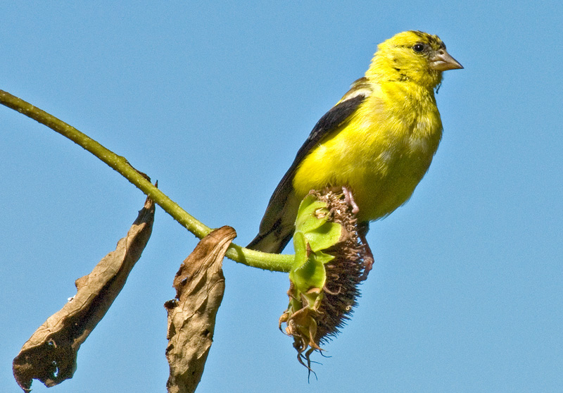 male goldfinch