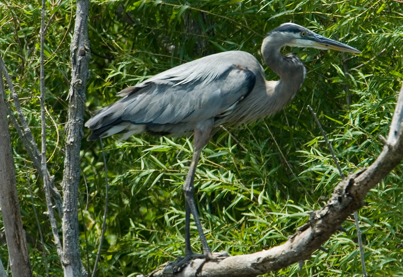 Great blue heron