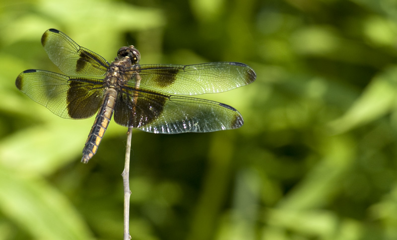 bronze dragonfly