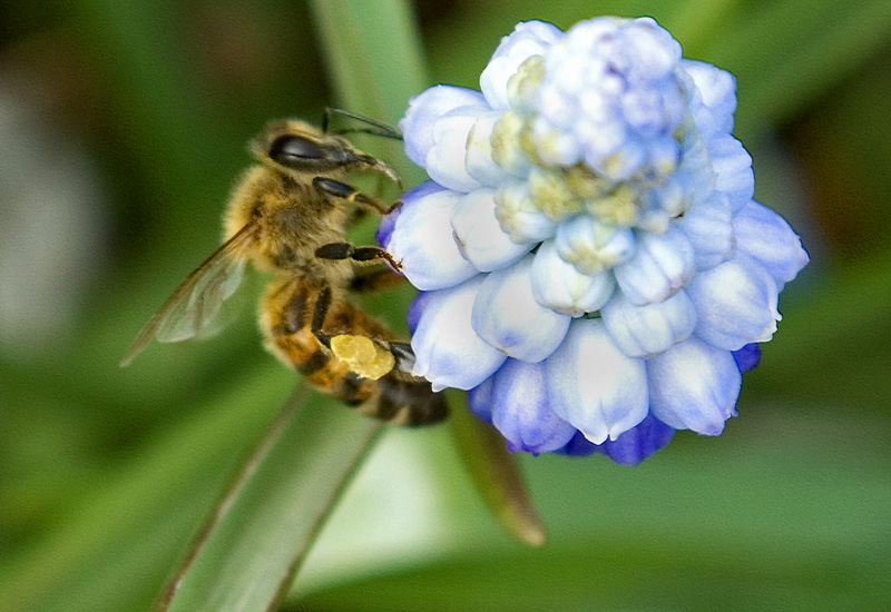 Honeybee on Grape Hycanith