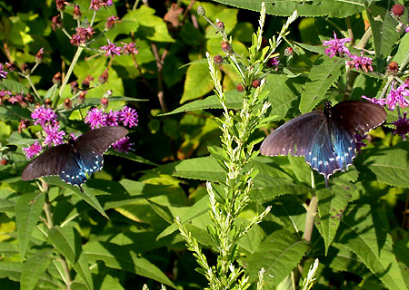 Blue Wing Butterfly