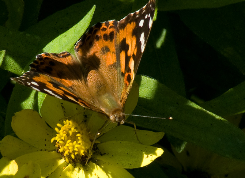 Painted Lady