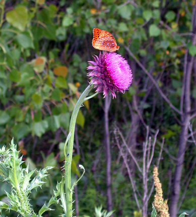 butterflyflower.jpg